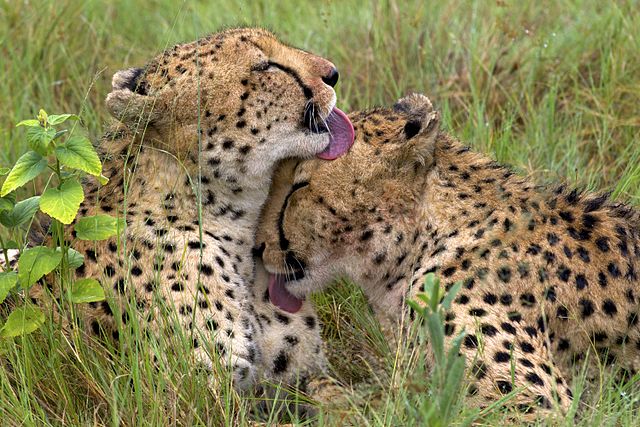 Cheetah near Okavango Delta