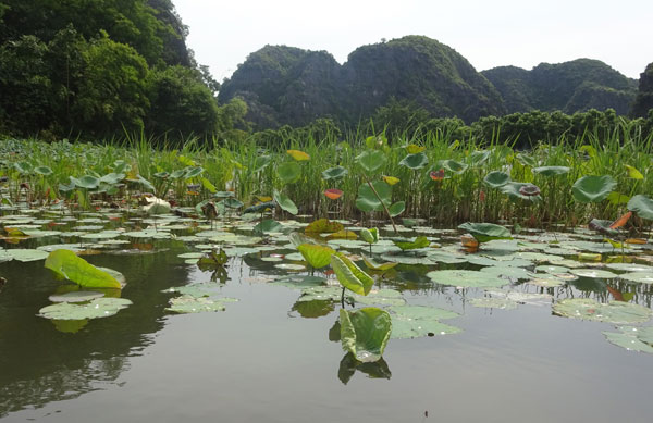 Lotus flowers