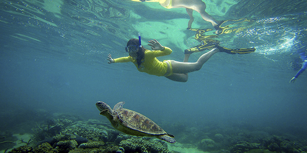 ocean-safari Queensland, Australia