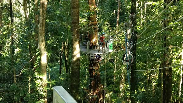 jungle surfing review