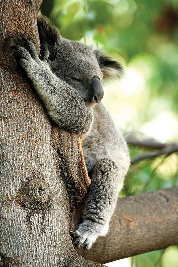 Koala South Australia
