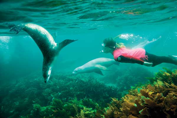 swim-with-sea-lions-south-australia swimming with sea lions port lincoln