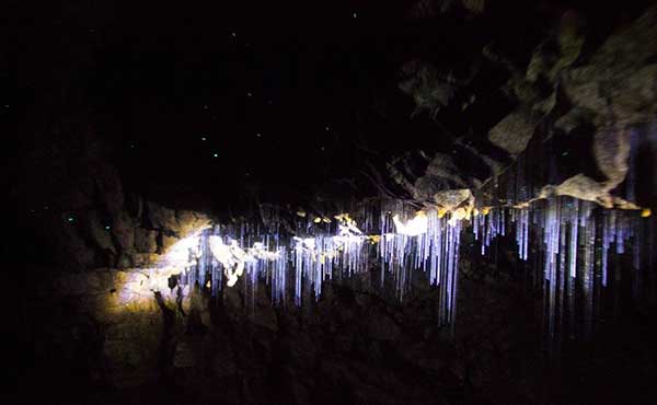 Glow worm caves North Island New Zealand