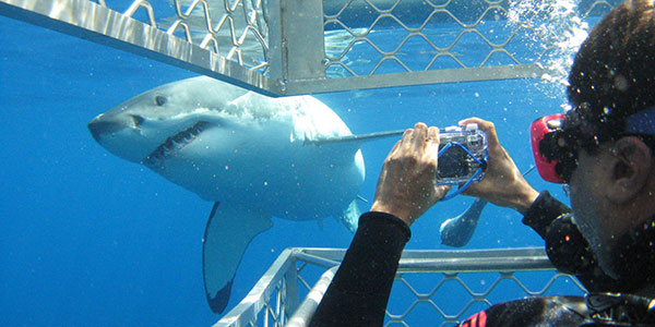shark-cage-diving-port-lincoln Perth to Broome tours dangerous fish