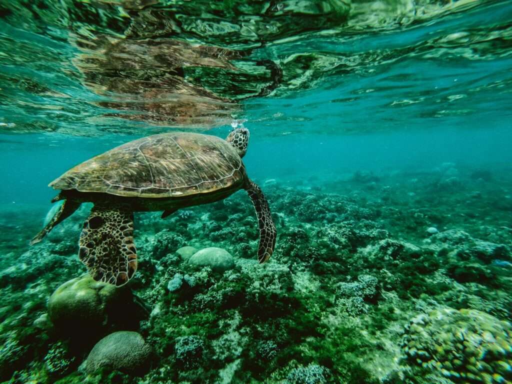 the great barrier reef