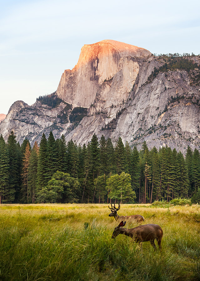 Deer Feeding At Yosemite National Park 2017