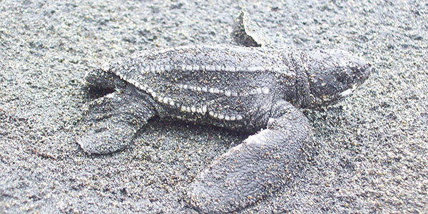 leatherback-turtle-conservation-costa-rica turtle conservation holidays