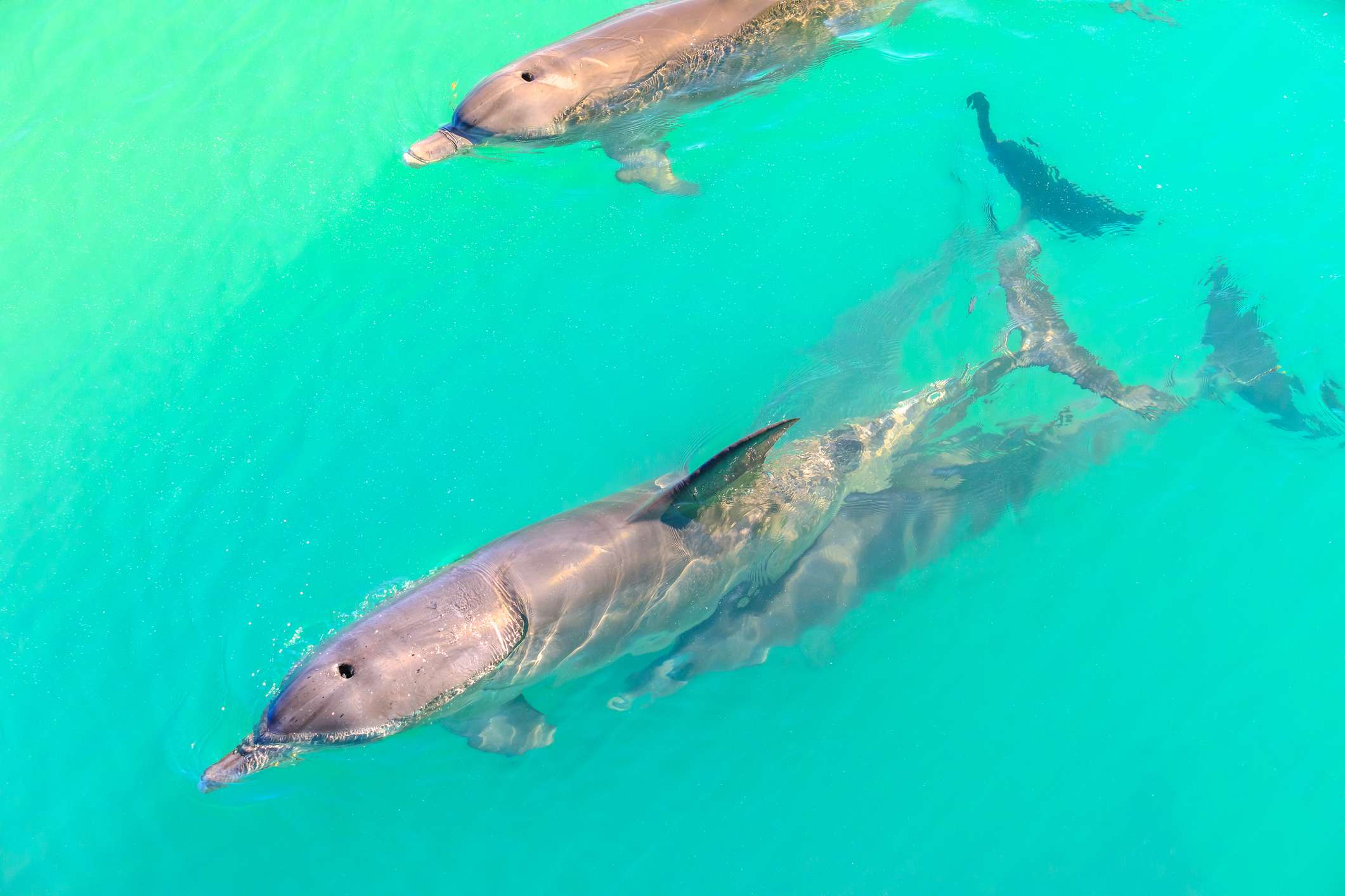 dolphins Monkey Mia Tours from Perth