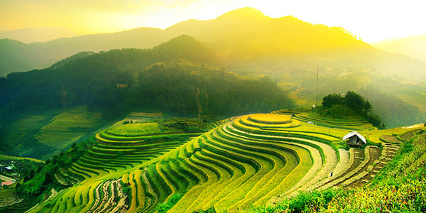 Thailand Padi Field Group Tours