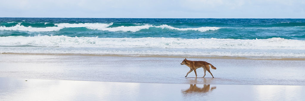 Fraser Island 4x4 tours