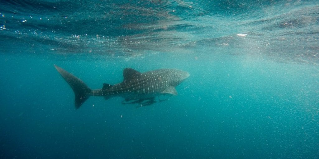 Head To Coral Bay Whale Sharks and Humpback Whales