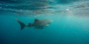 Head To Coral Bay Whale Sharks and Humpback Whales