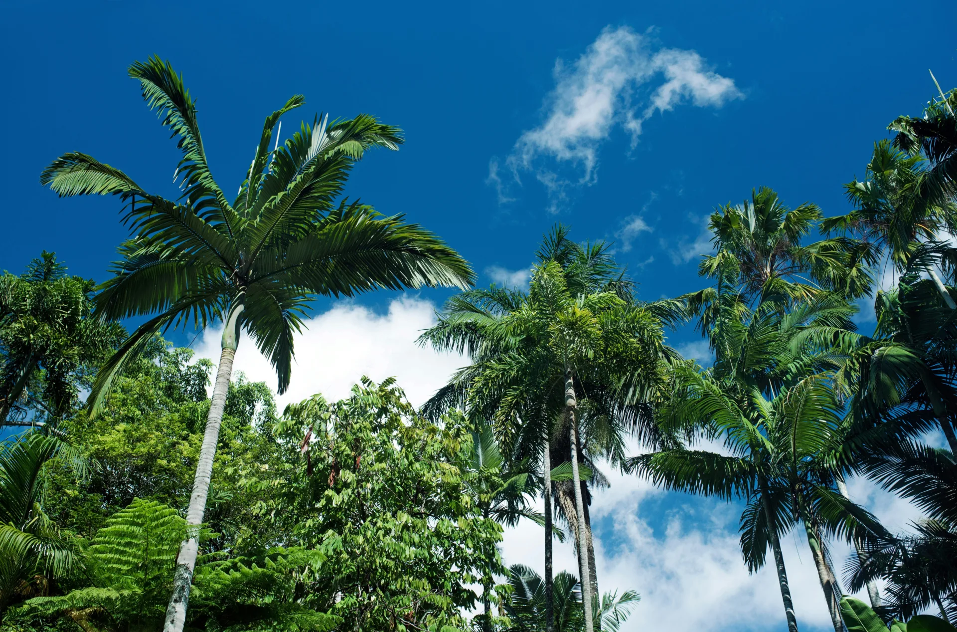 Cairns Cairns Travel Guide