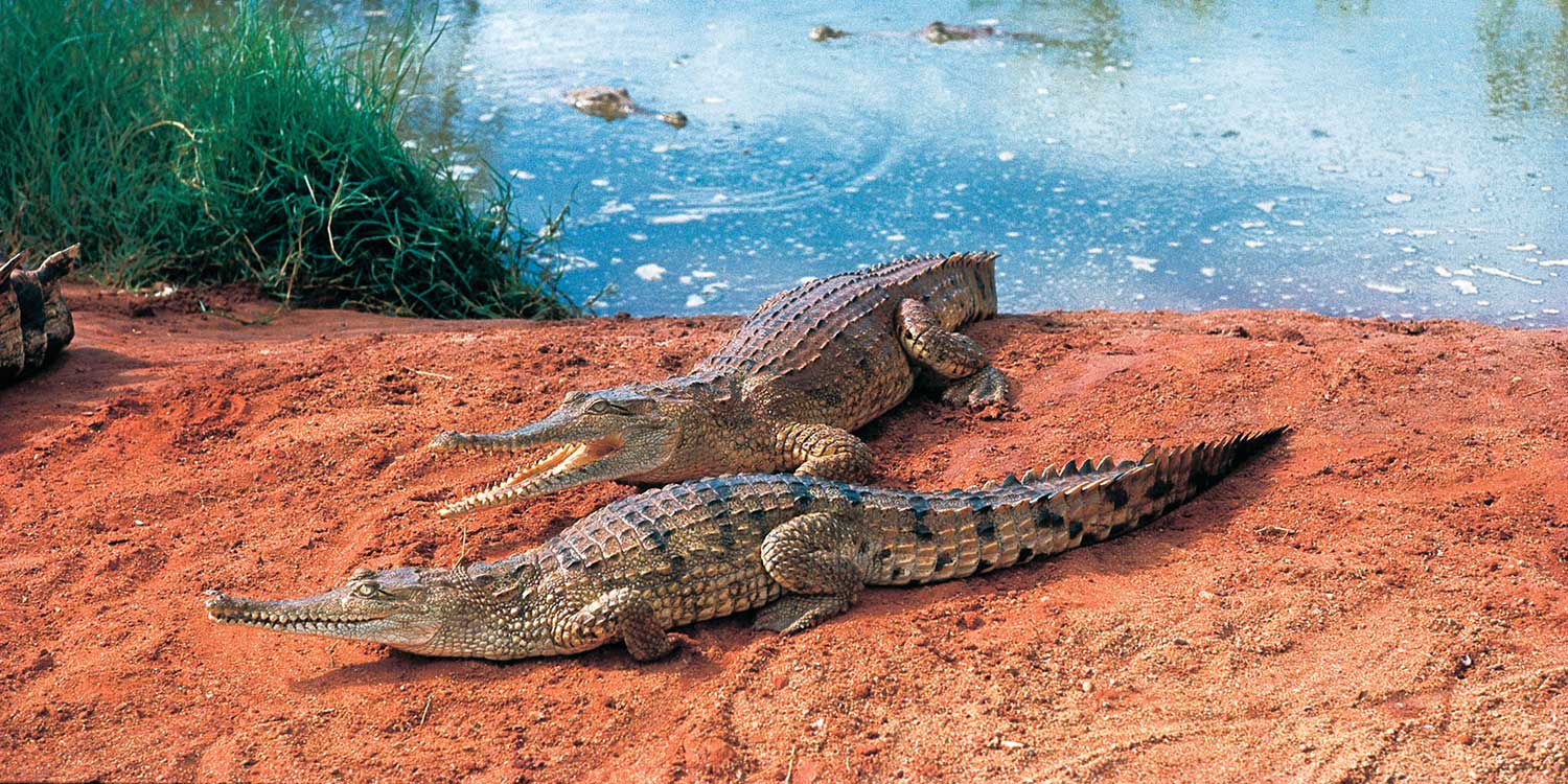 Kimberley Region Australia: Tours To The Kimberleys From Broome