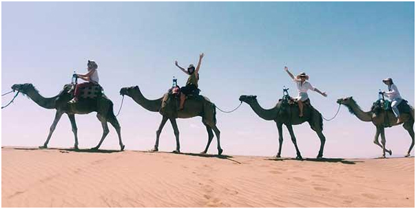 camel