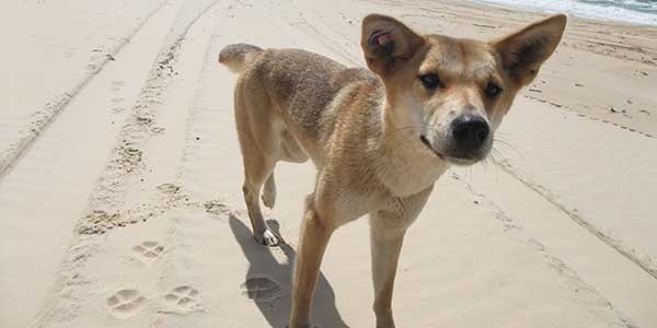 dropbear-adventures-fraser-island fraser island tours