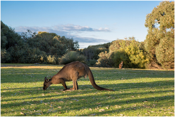 kangaroo in Western Australia