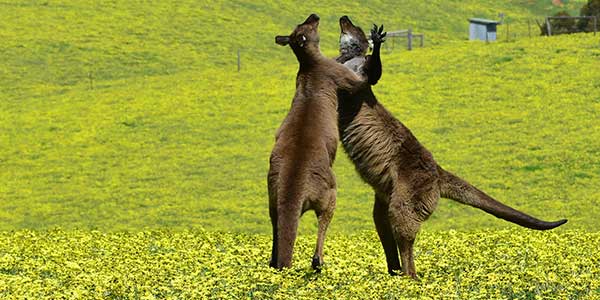 things-to-do-on-Kangaroo-Island