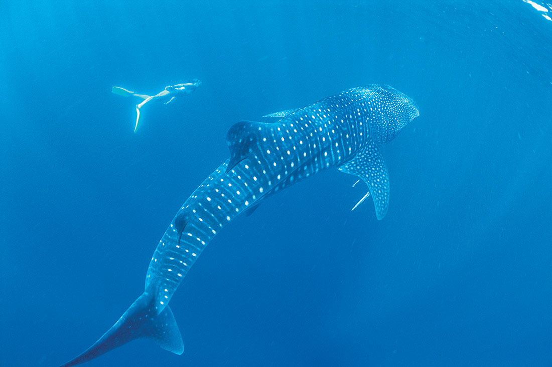 Ningaloo Reef Whale Shark Tours Ningaloo Reef Whale Shark Tours