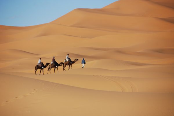 camels in morocco Camels trekking the desert from Morocco