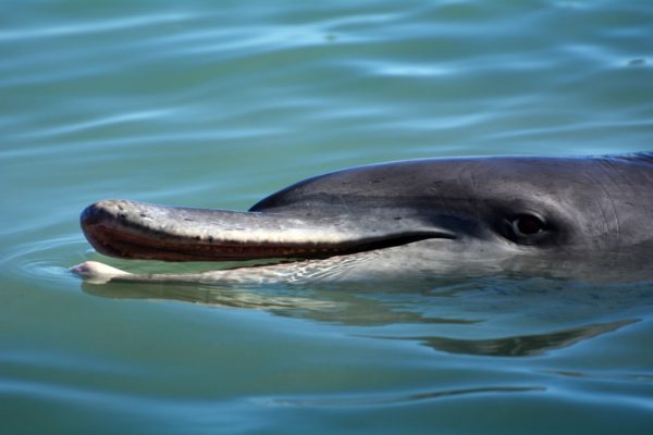 Dolphins of Monkey Mia Perth to Broome Tours Visit Monkey Mia