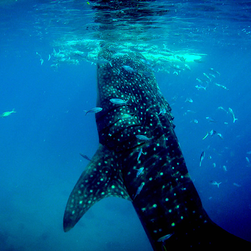 Whale shark tours Exmouth Western Australia