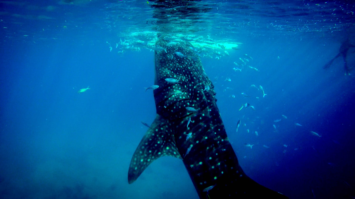 Whale Shark Exmouth