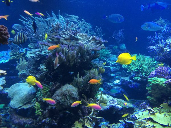 Great Barrier Reef Sealife Great Barrier Reef Sealife, Corals and Fish