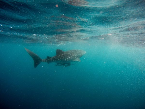 Whale Shark, Ningaloo Reef Perth to Exmouth Bus Tour