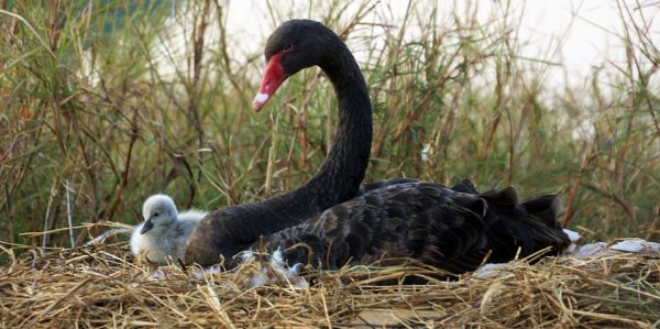 Black Swan Day trips from Perth Western Australia this summer