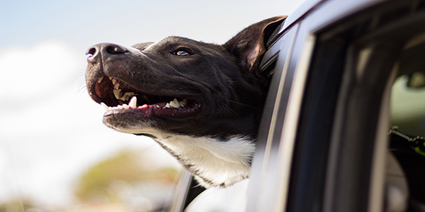 Pet relocation to New Zealand Pet relocation to New Zealand