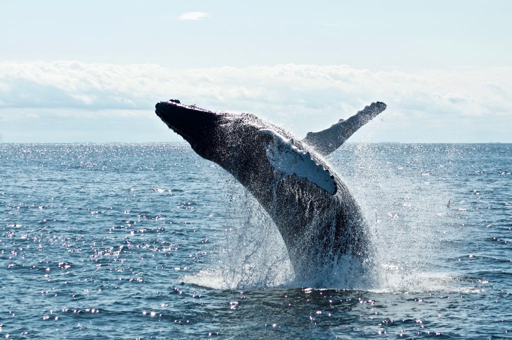 Ningaloo Reef Whale Shark Tours