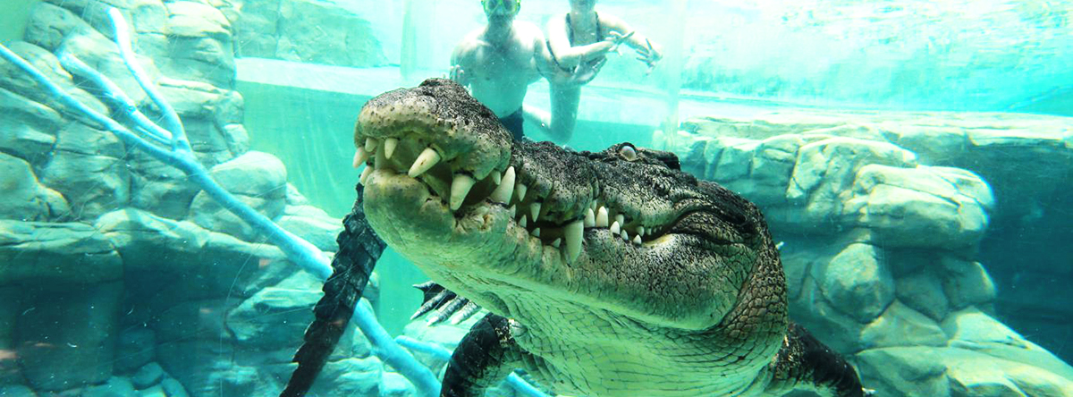 Croc-Cove-Darwin-Day-Tours What on Today in Darwin