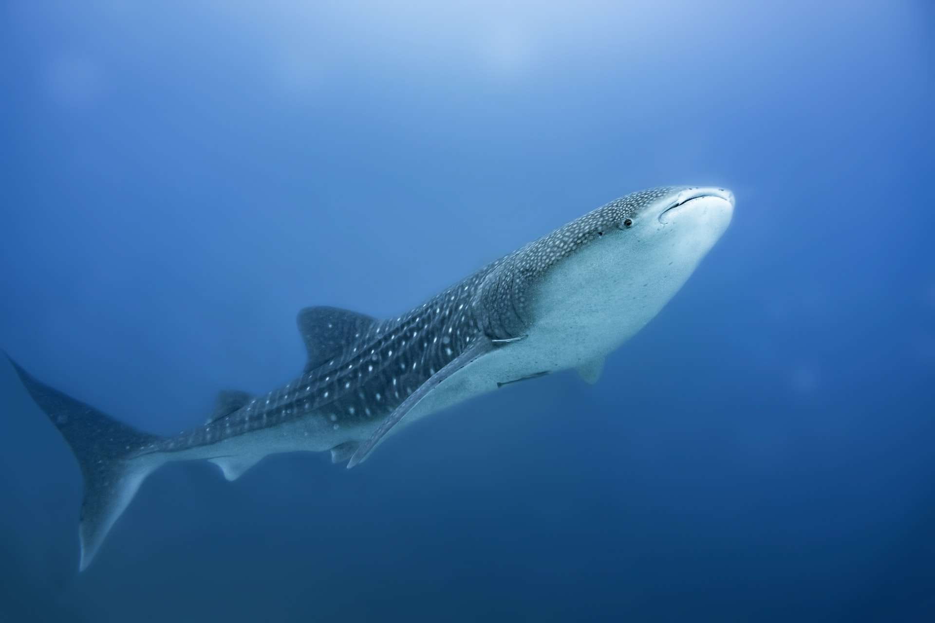 Ningaloo Reef Whale Shark Tours Ningaloo Reef Whale Shark Tours