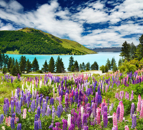 New Zealand Things to do in New Zealand