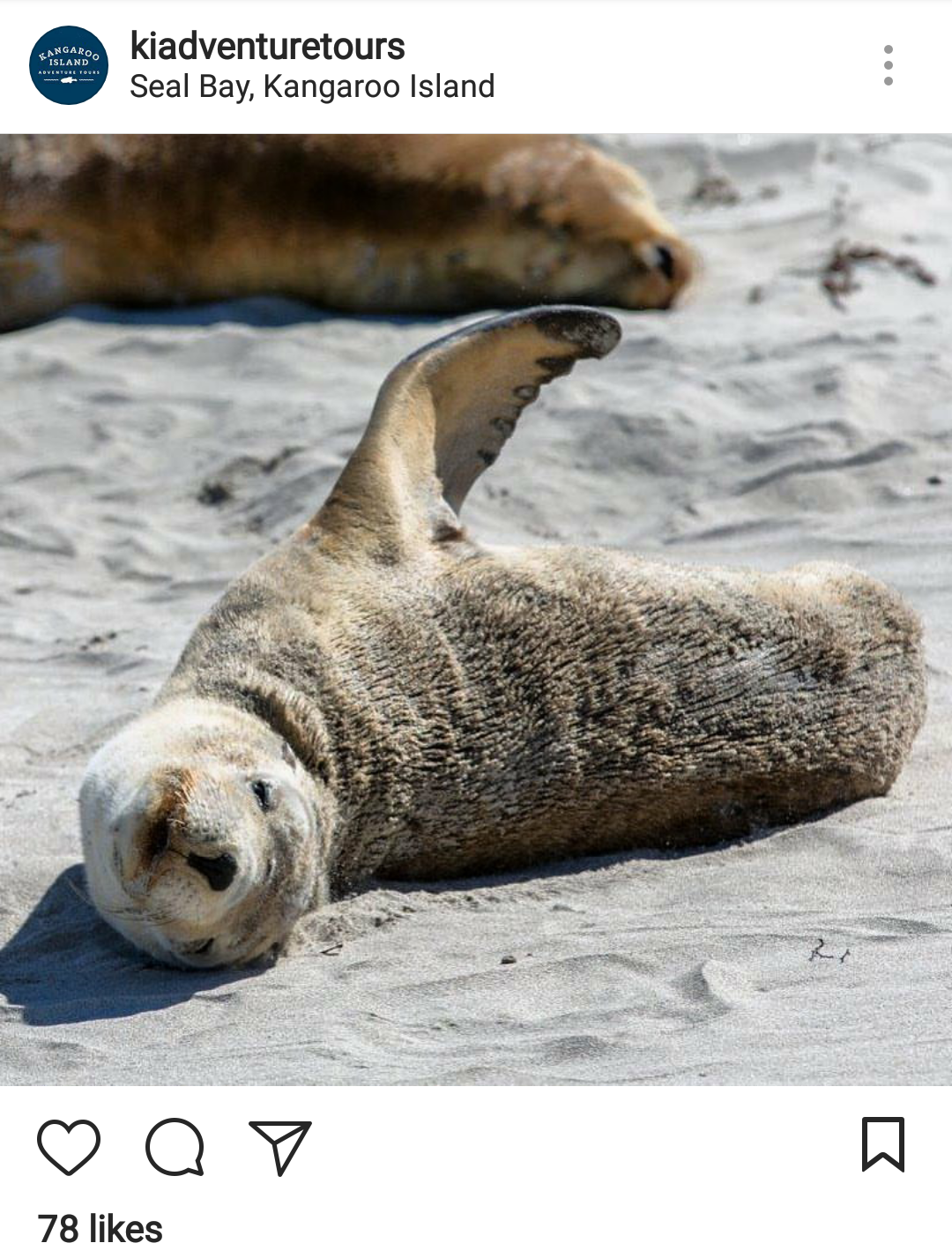 seal laying down