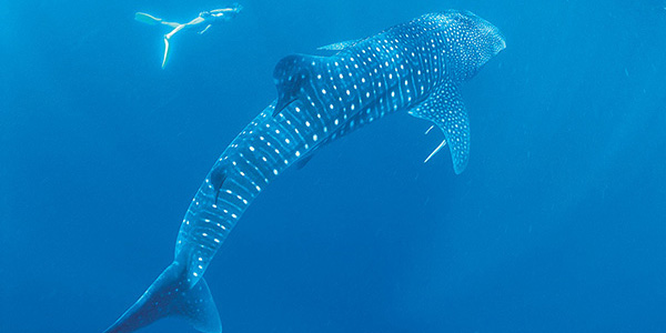 Backpacker Whale Shark Tours Exmouth March to August