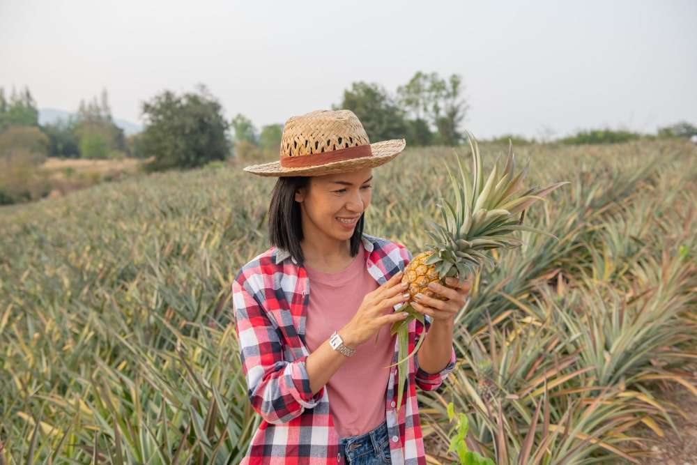Farm-Work-Australia-Harvest-Work-Australia-Working-Holiday-Jobs-Australia-Backpacker-Jobs-Australia-Work-and-Travel-Jobs-Australia-Paid-Work-Opportunities-Australia-pineapple-farm-min farm jobs australia