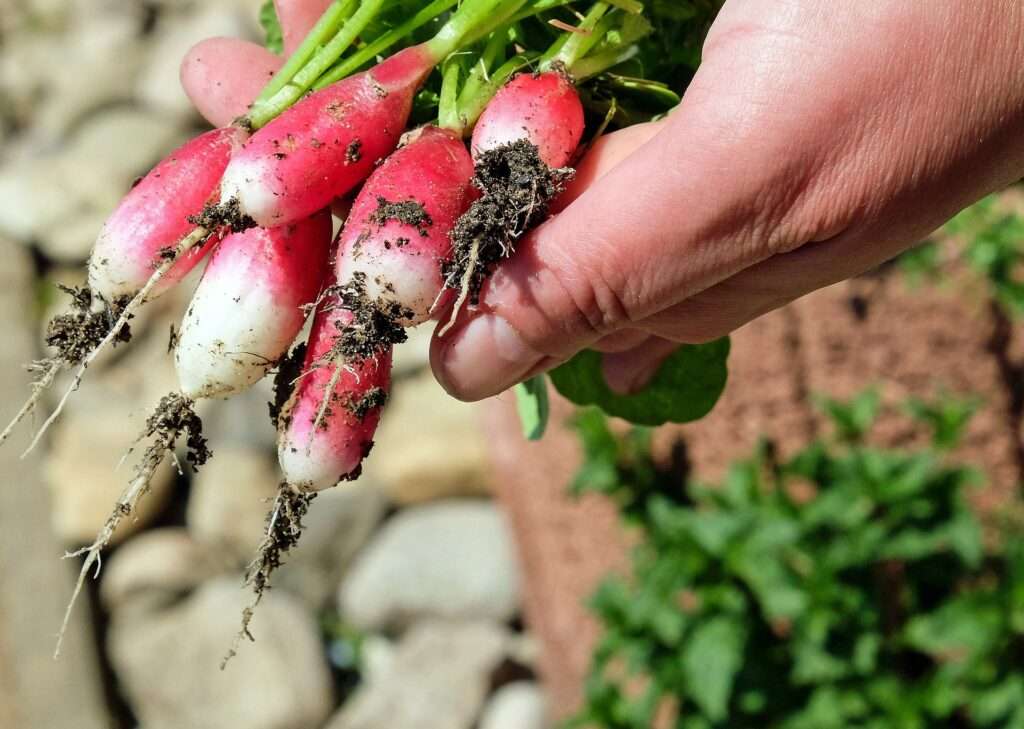 Vegetable Harvesting