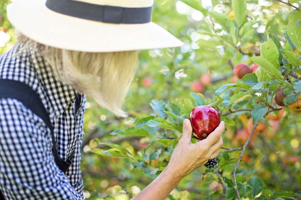 Fruit Picking: