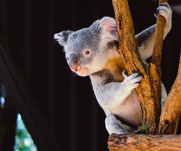Tips on Relocating to Australia Tips on Relocating to Australia