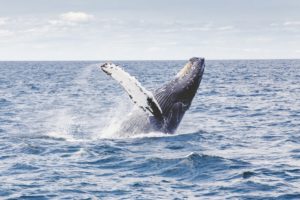 10 Reasons To Visit The Great Barrier Reef