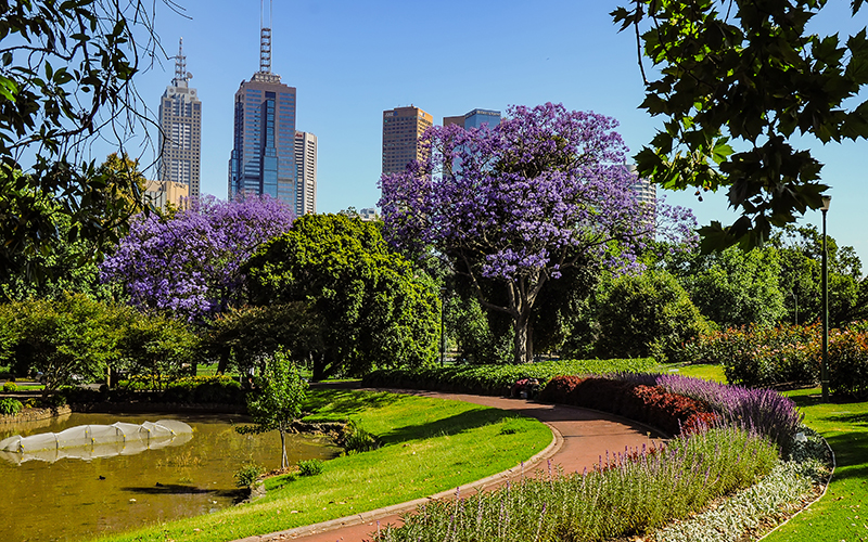 Jacaranda LIving in Melbourne