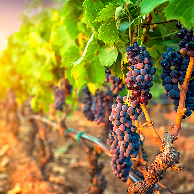 Bunches of grapes in the rows of vineyard at sunset What's on in The Swan Valley