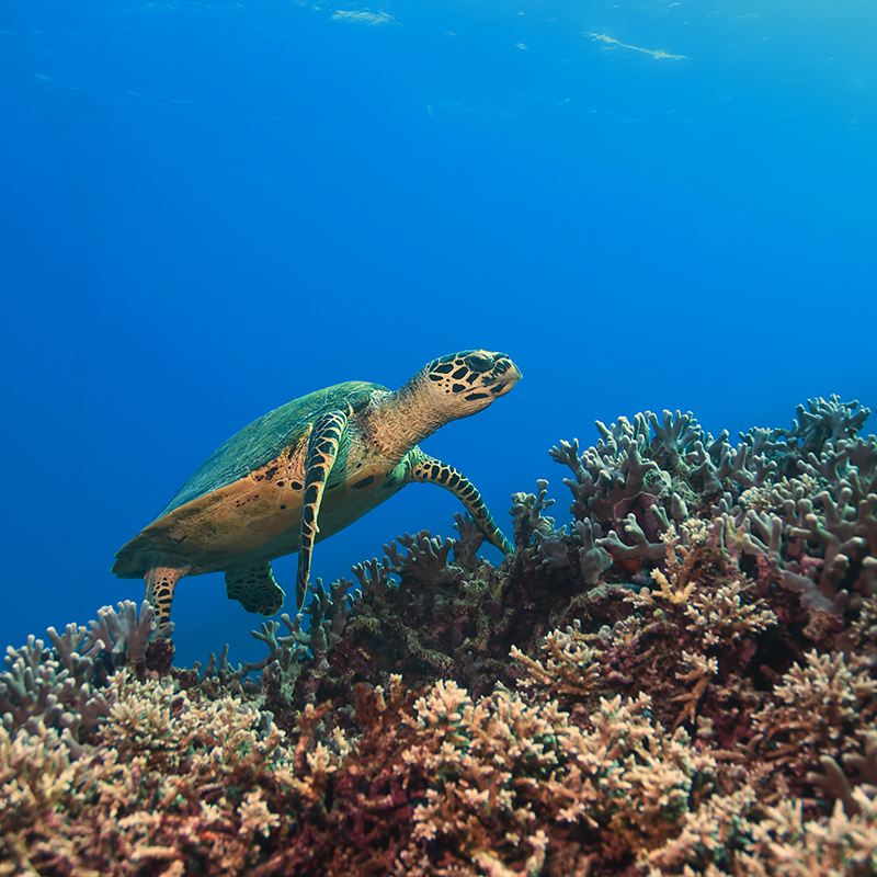 Green Turtle, Great barrier reef, australia amazing facts about the great barrier reef
