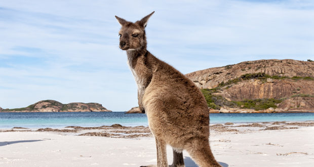 KANGAROO-ISLAND-620x330 Kangaroo.01