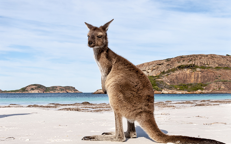 KANGAROO BEACH AUSTRALIA Kangaroo Island Tours Experience SA