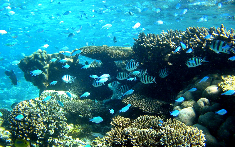 Best Places To Dive With The Whale Sharks (Exmouth & Coral Coast)