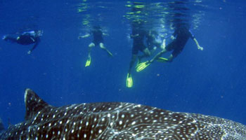 Perth to Exmouth 5 days one- way tour