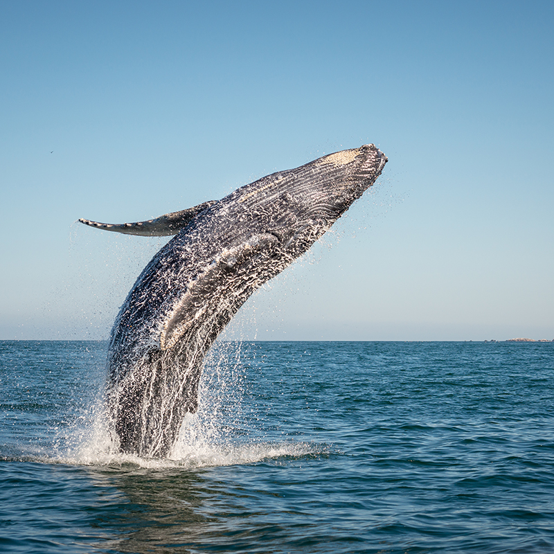 A Happy Whale Adventure Tours Sydney New South Wales - Whale Watching